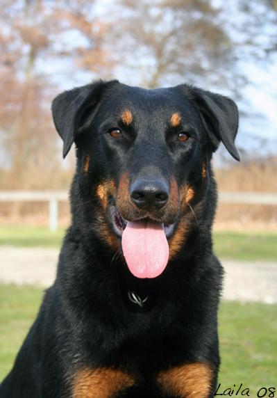 Belote dite ronja du Pla de la Jasse