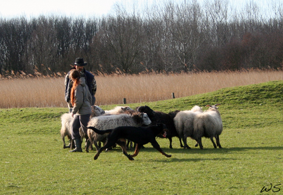 Belote dite ronja du Pla de la Jasse